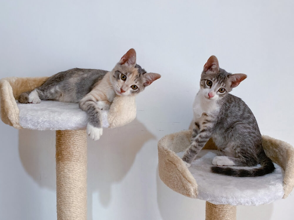 2 cats on cat trees