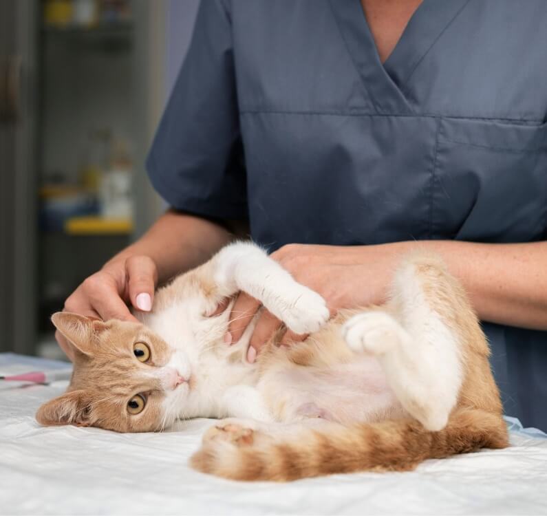 Cat being examined by a vet