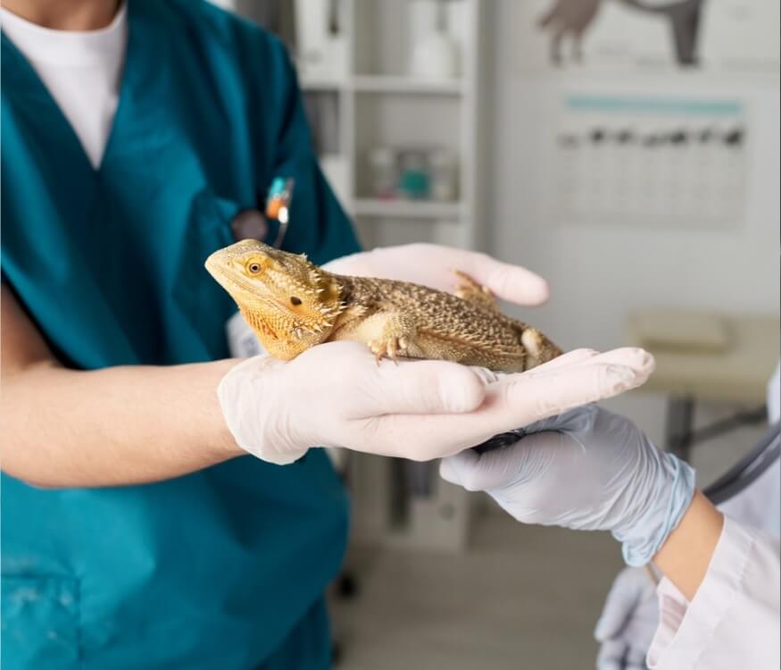 Veterinarian examining a lizard