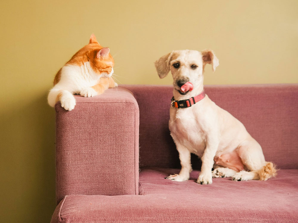 Cat-and-dog-on-pink-couch Cat and dog on pink couch.