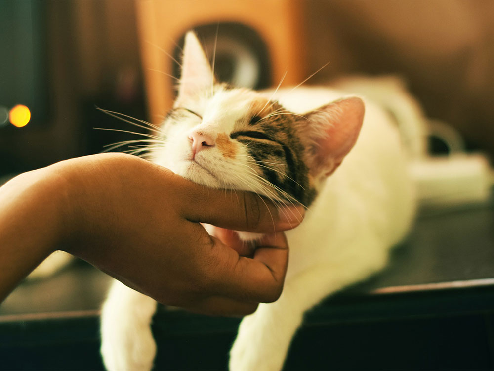 Cat-enjoys-gentle-chin-scratches. Cat enjoys gentle chin scratches.