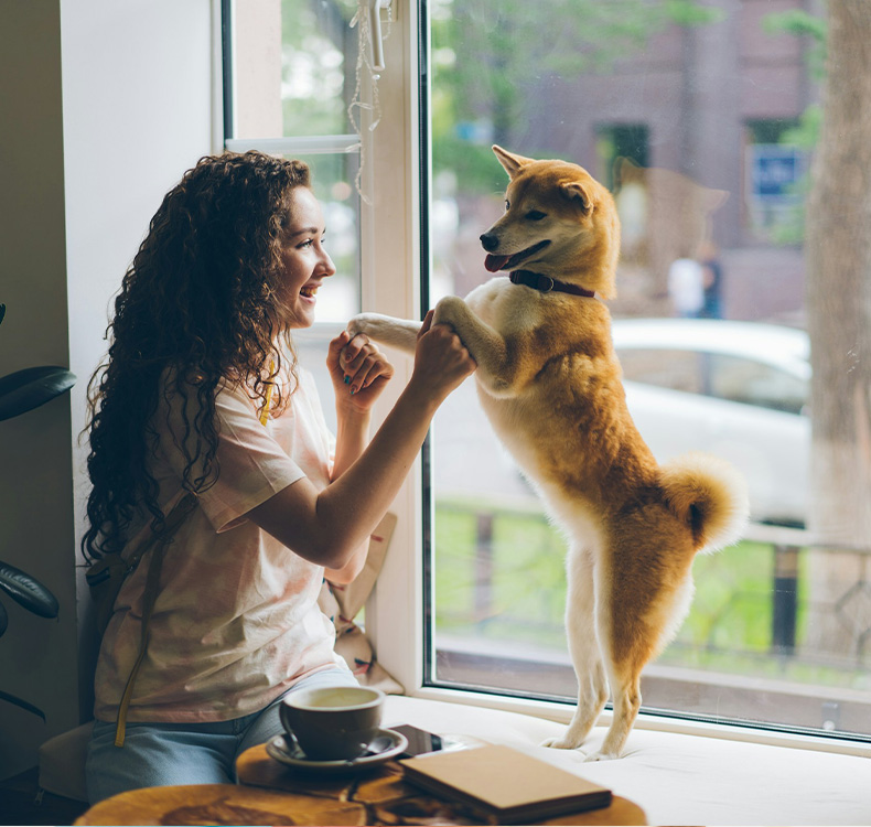 Guy interacting with 2 dogs while dogs are boarding Dog sitting with woman talking to a vet