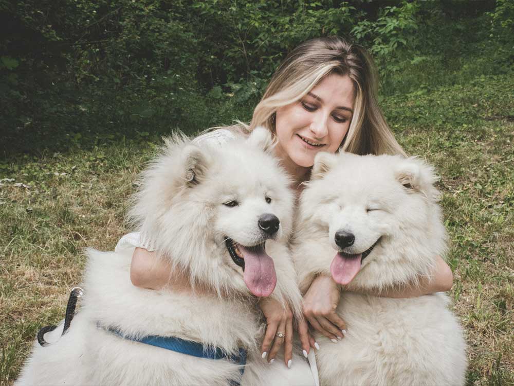 Woman-hugs-two-Samoyed-dogs. Woman hugs two Samoyed dogs.