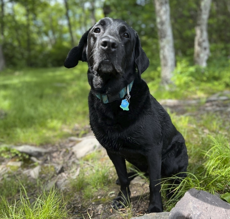 Dog sitting with woman talking to a vet