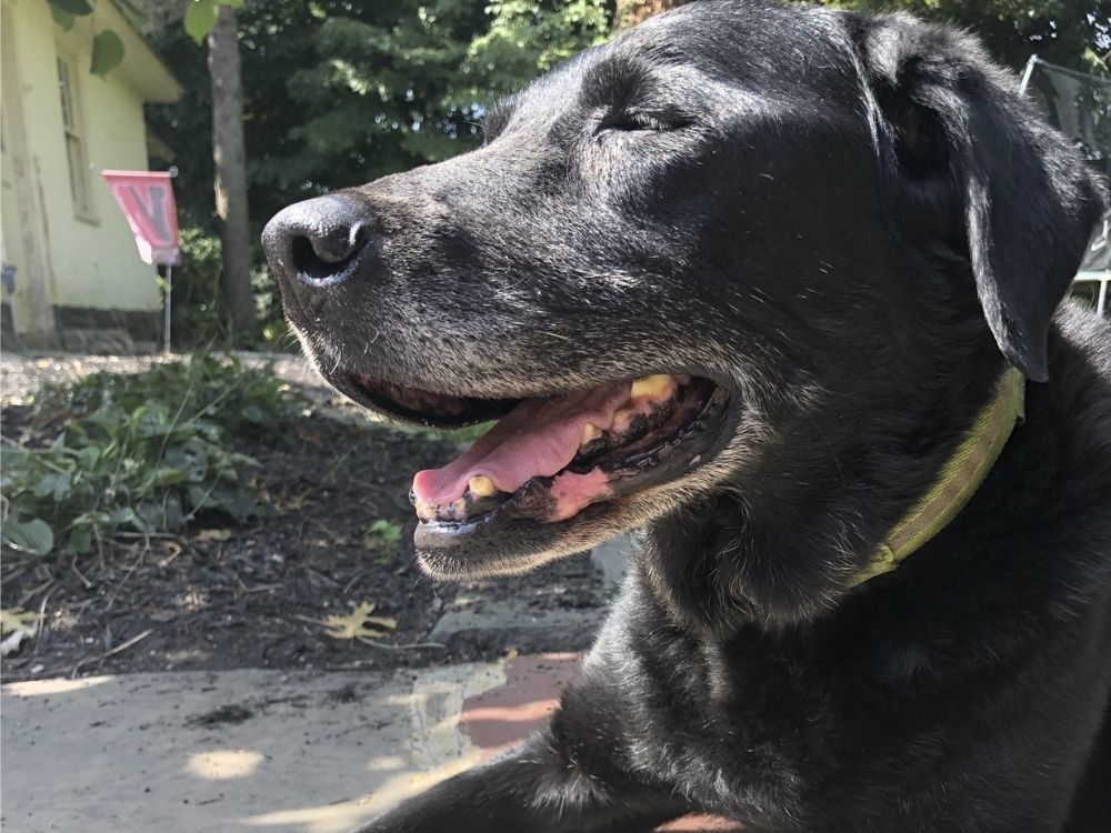 Black puppy sitting under the sun Black puppy sitting under the sun
