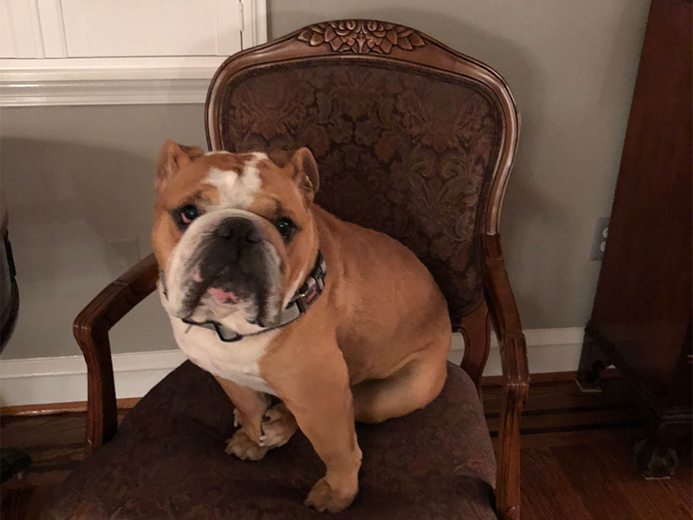 Woman carrying fluffy puppy