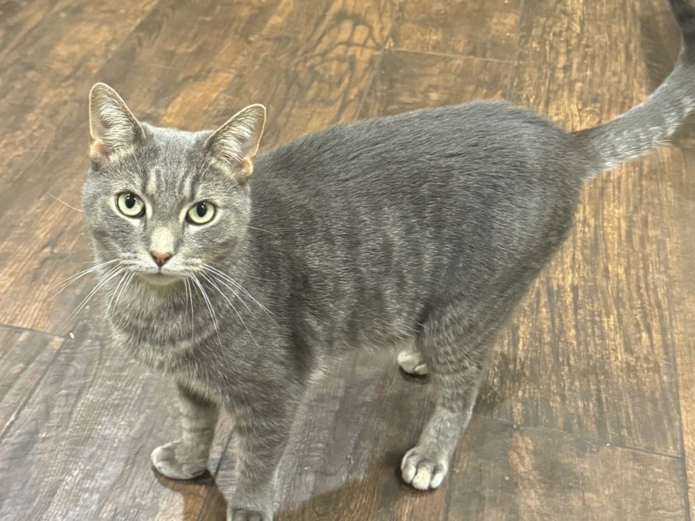 Cat standing on the floor Cat standing on the floor