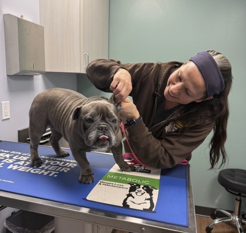 Dog sitting with woman talking to a vet