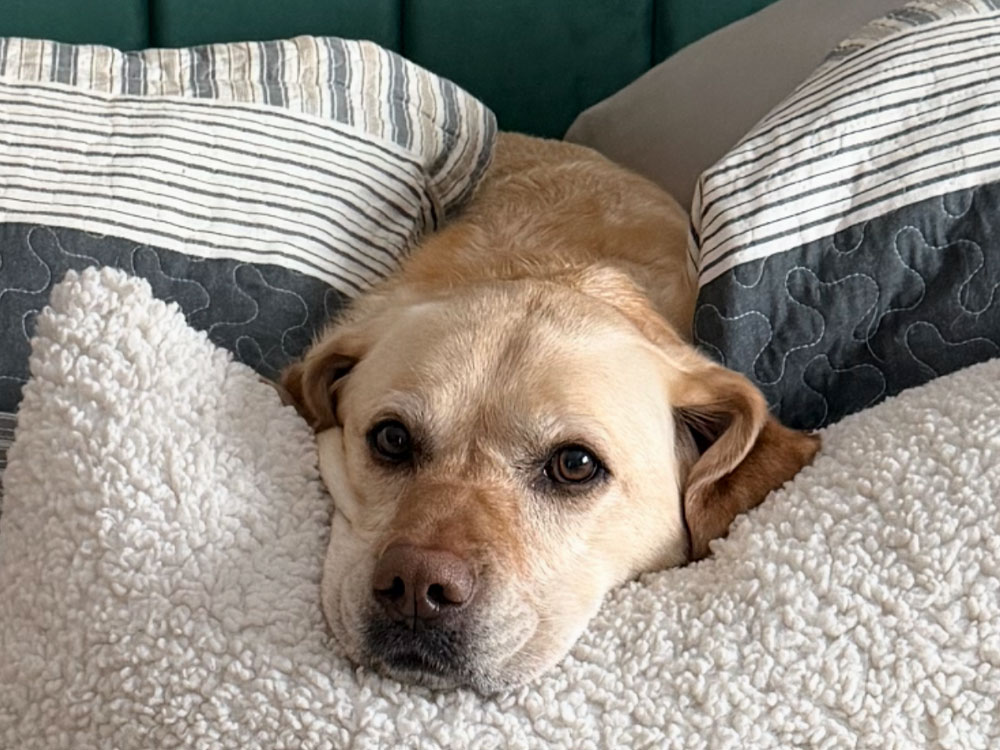 Dog sitting with woman talking to a vet