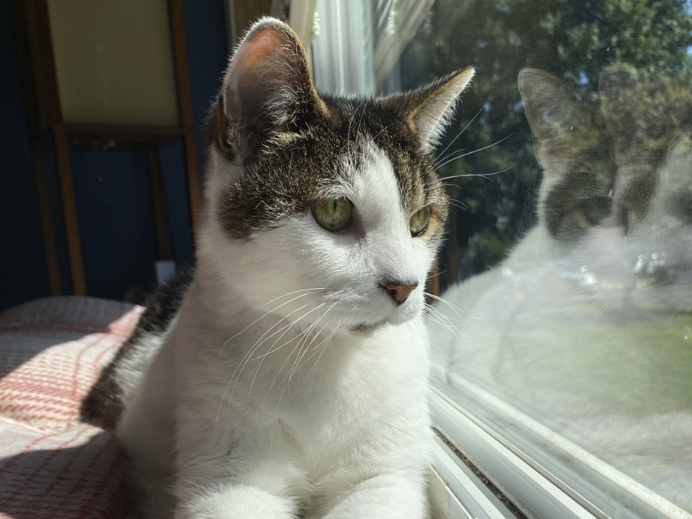 Cute kitten sitting beside a window Cute kitten sitting beside a window