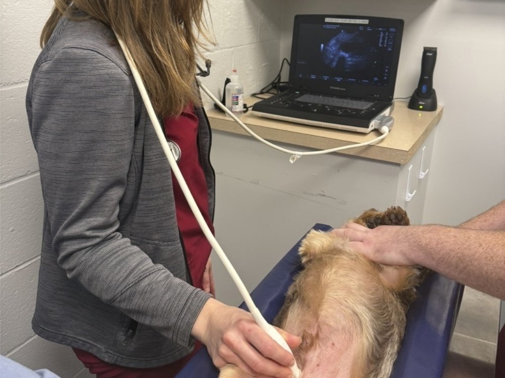 Doctor doing ultrasound of a puppy Doctor doing ultrasound of a puppy