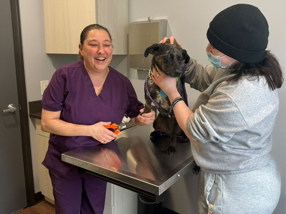 Dog getting vet care Dog getting vet care