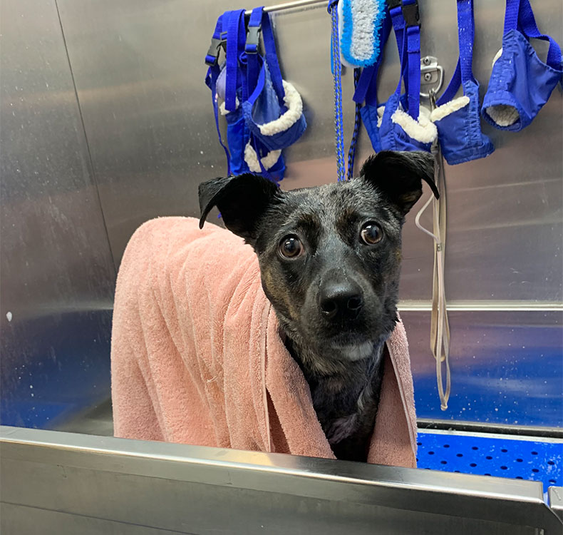 Dog sitting with woman talking to a vet