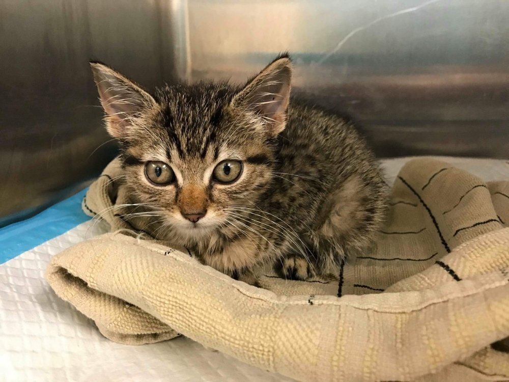 Kitten sitting on a sofa Kitten sitting on a sofa