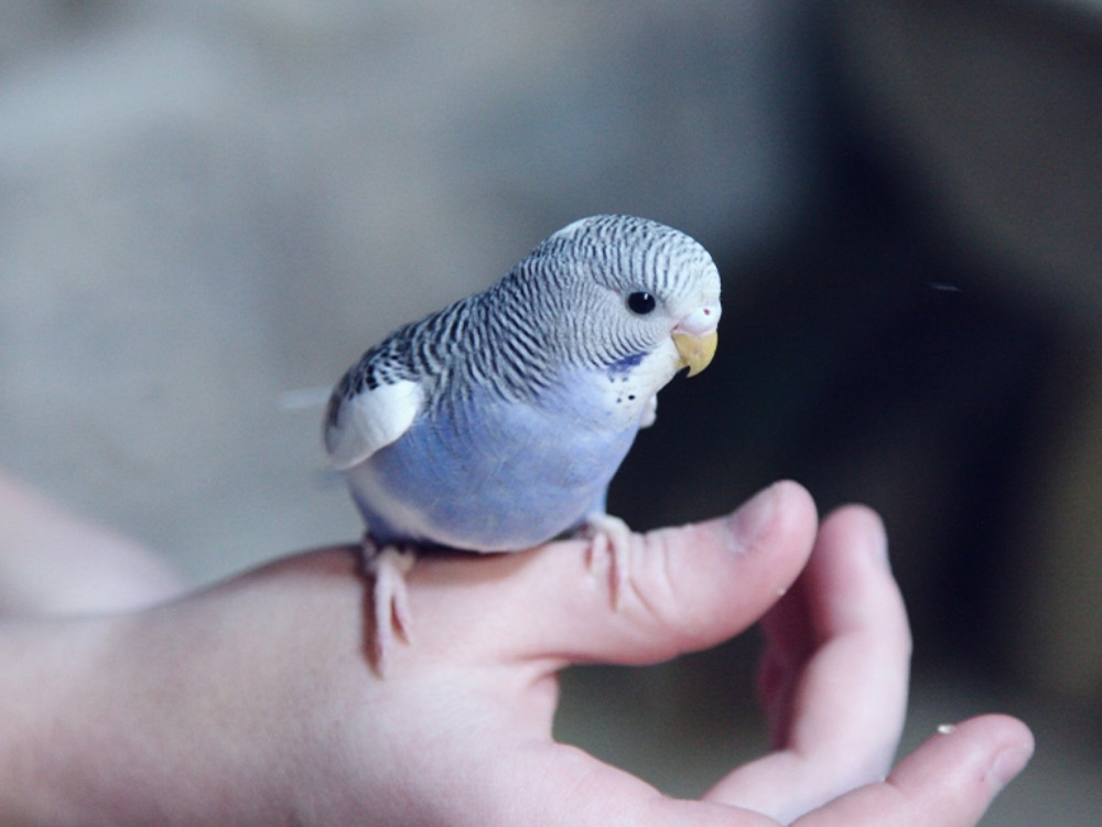 Parrot standing on a person's hand Parrot standing on a person's hand