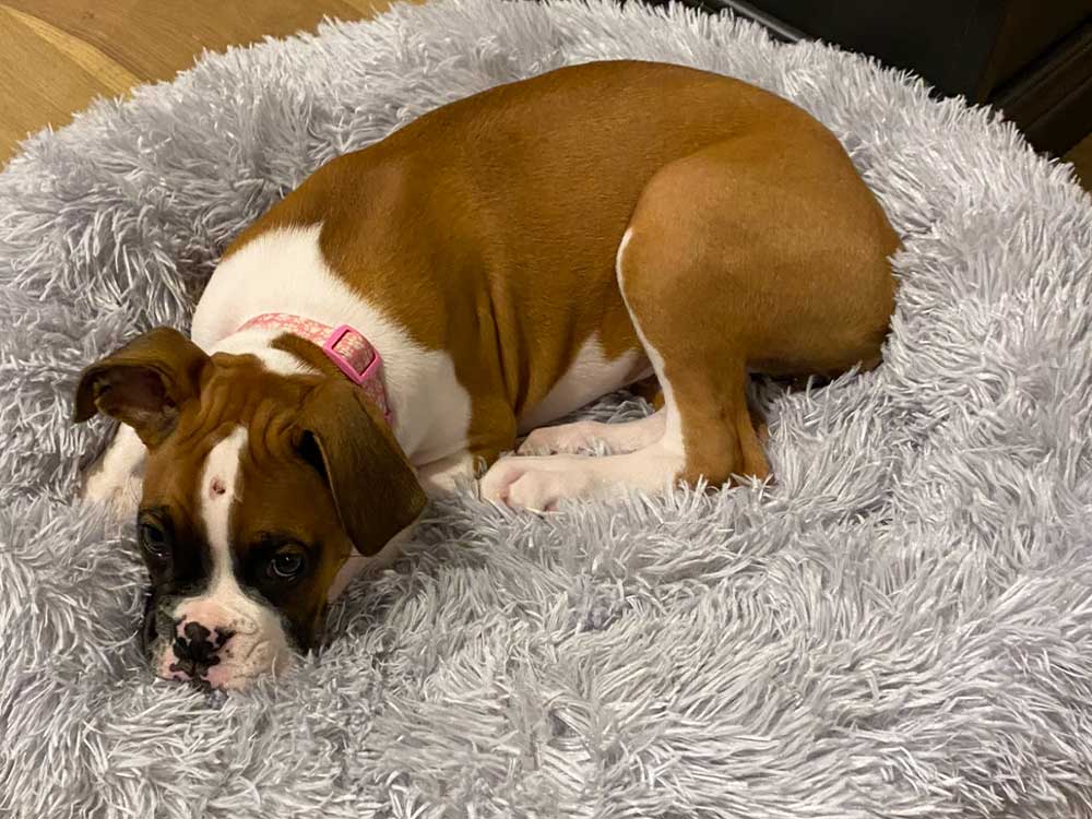 Puppy resting on fluffy bed Curious cat with Christmas lights.