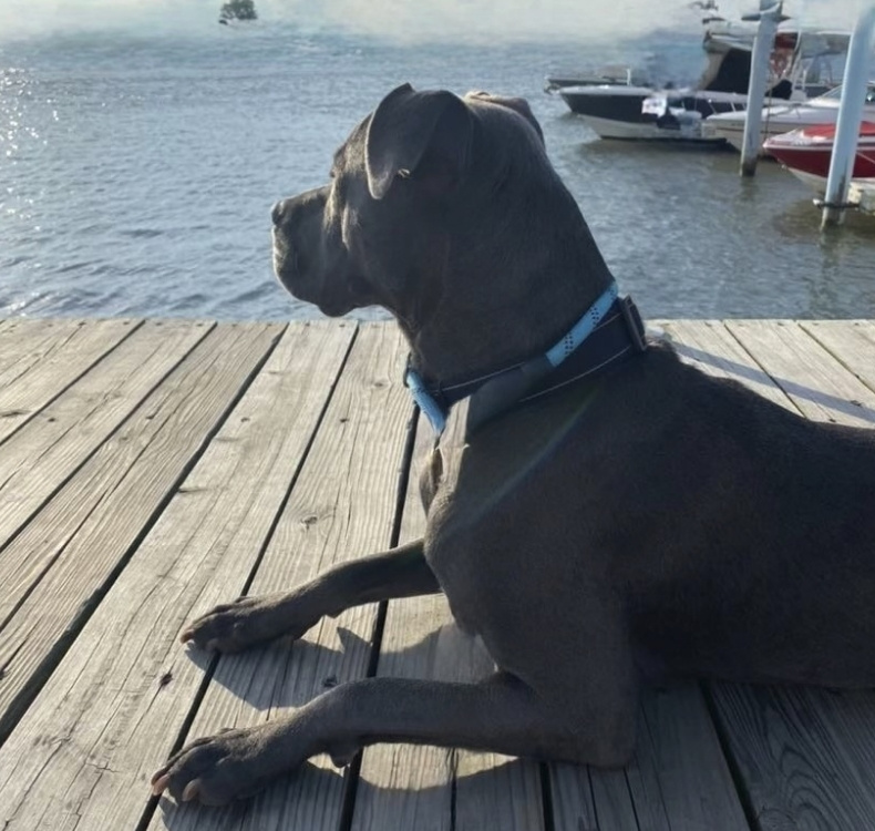 Dog sitting with woman talking to a vet