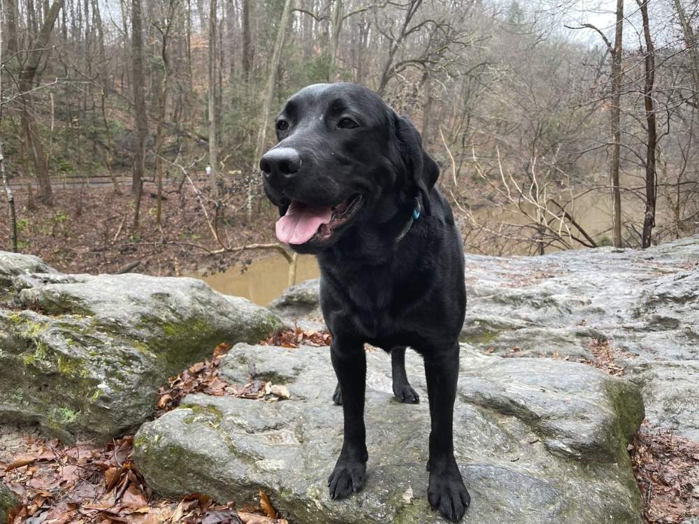 Puppy standing on a rock Puppy standing on a rock