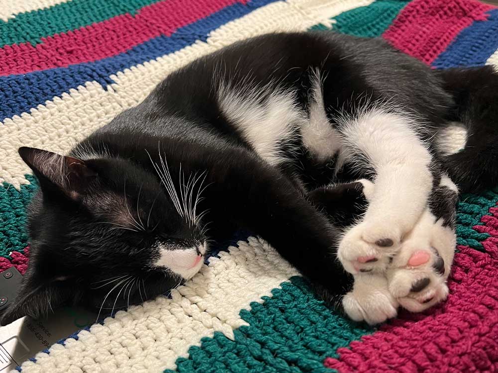 Sleeping tuxedo cat on blanket Sleeping tuxedo cat on blanket