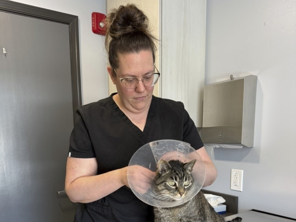 Team member preparing cat for surgery Team member preparing cat for surgery