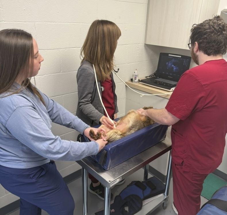 Guy interacting with 2 dogs while dogs are boarding Dog sitting with woman talking to a vet