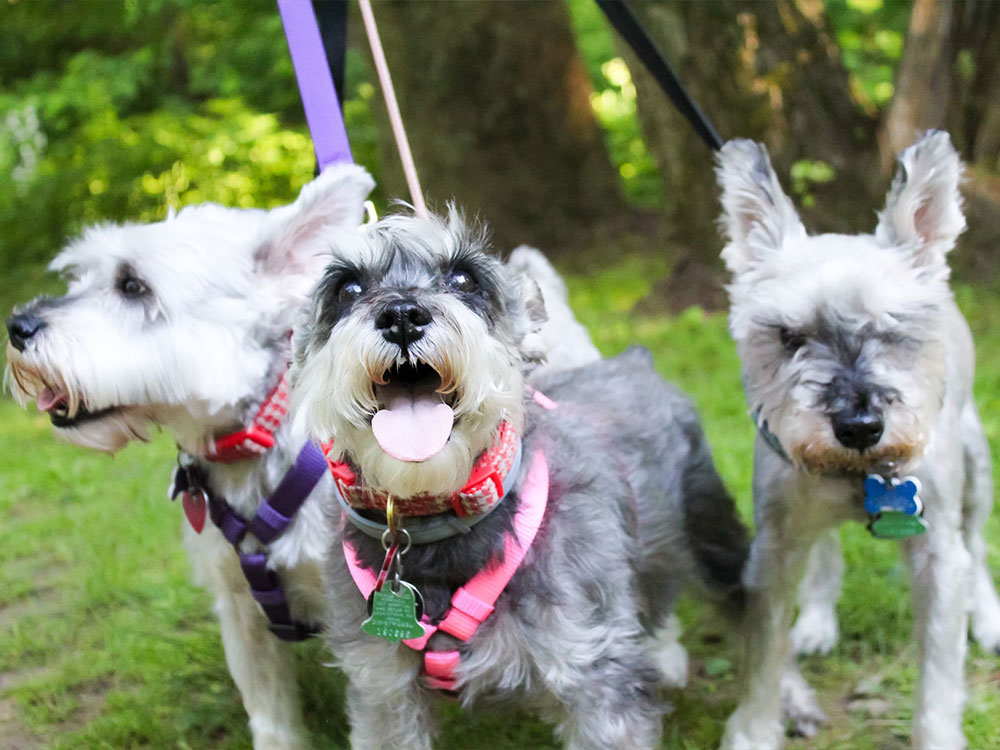 Three Schnauzers on leashes Golden retriever eating a cupcake.