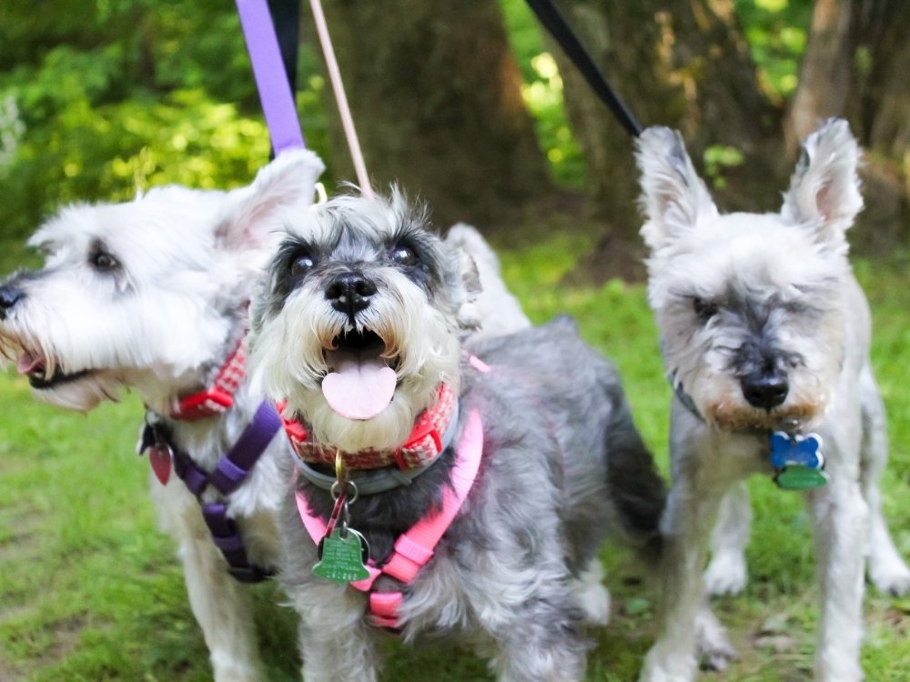 Three puppies playing together in the garden