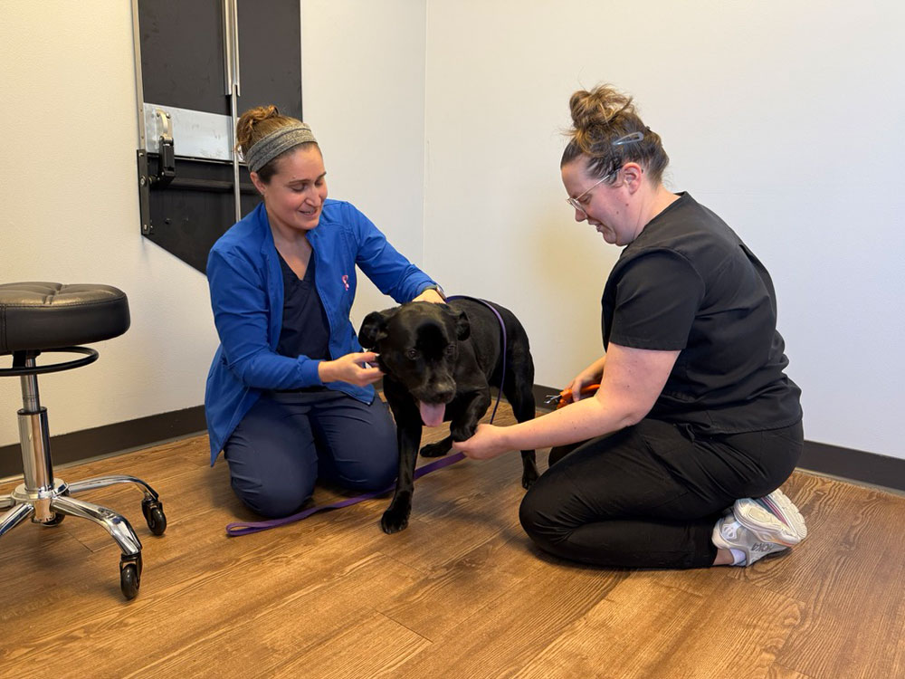 Two Veterinarians grooming black dog Veterinarians grooming black dog