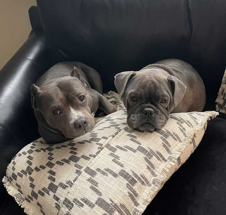 Guy interacting with 2 dogs while dogs are boarding Dog sitting with woman talking to a vet