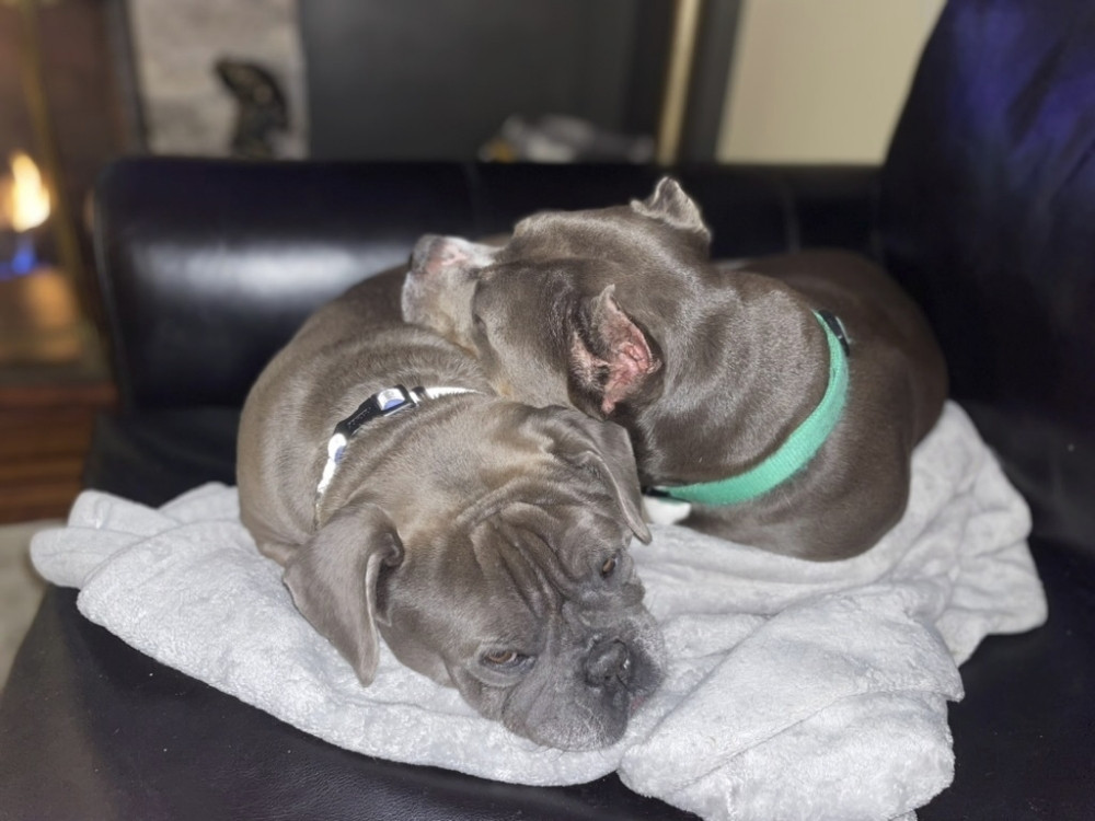 Two puppies sleeping together Two puppies sleeping together
