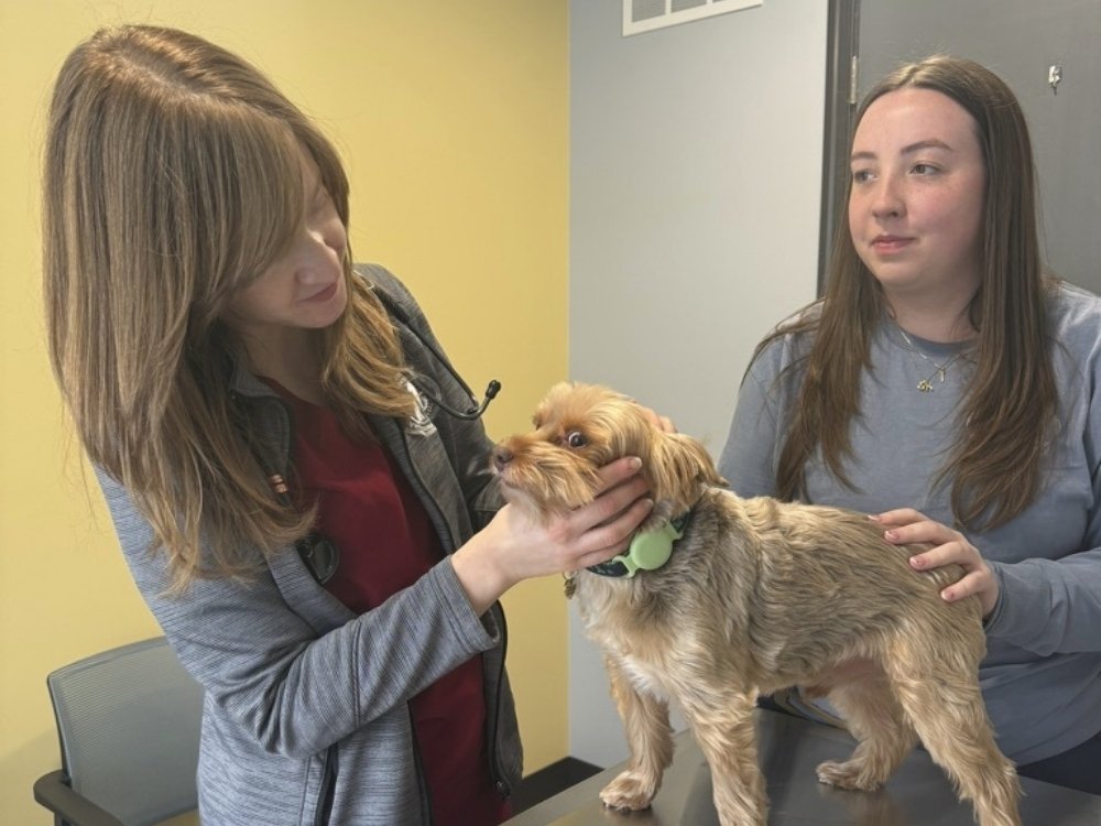Two team members check puppy's dental health Two team members check puppy's dental health