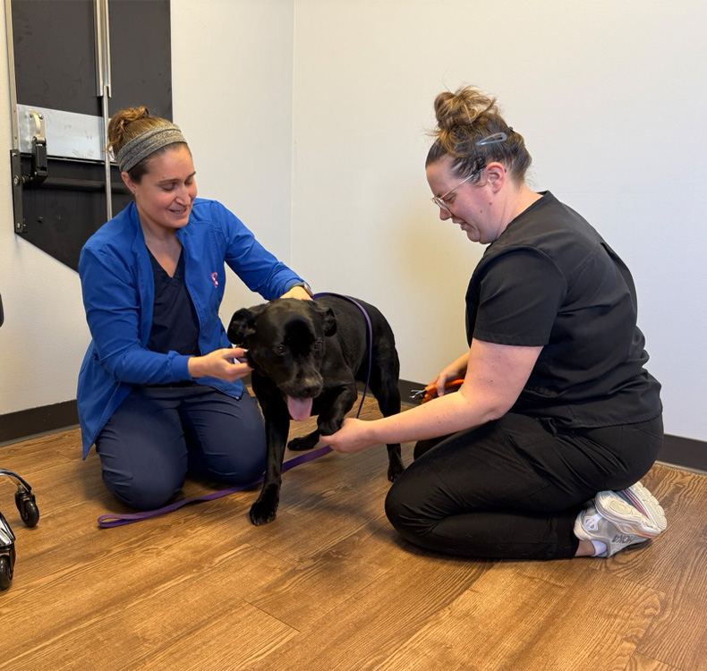 Dog sitting with woman talking to a vet