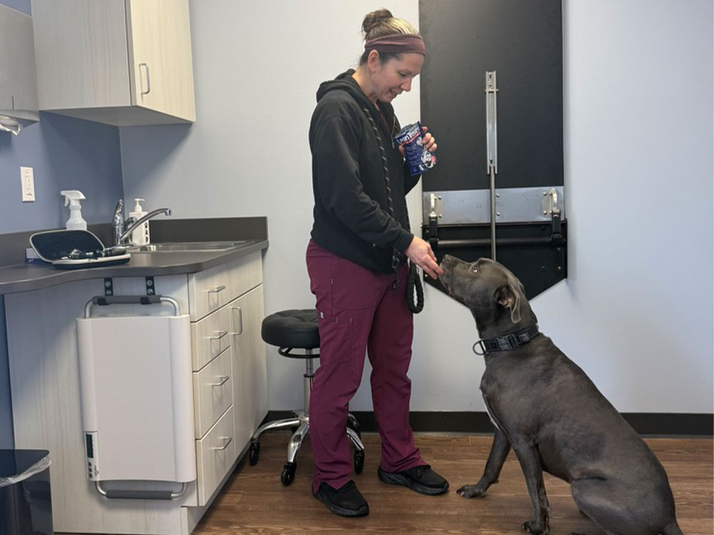 Vet technician feeds dog treat Vet technician feeds dog treat