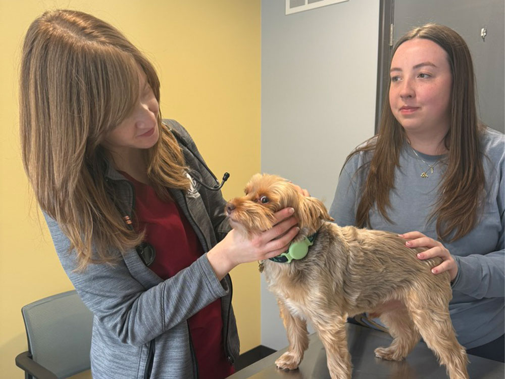 Veterinarian checks dog patient Veterinarian checks dog patient