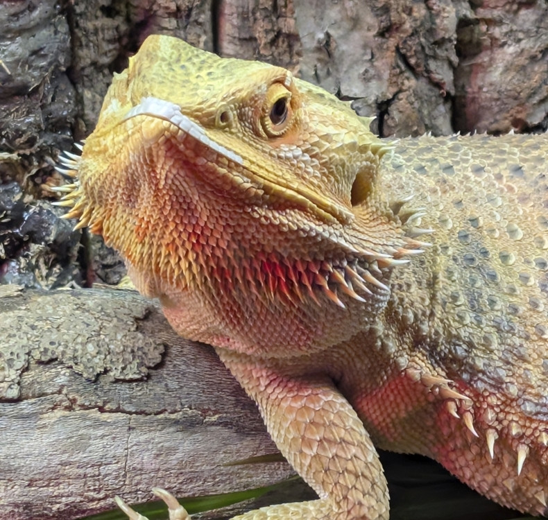 Dog sitting with woman talking to a vet