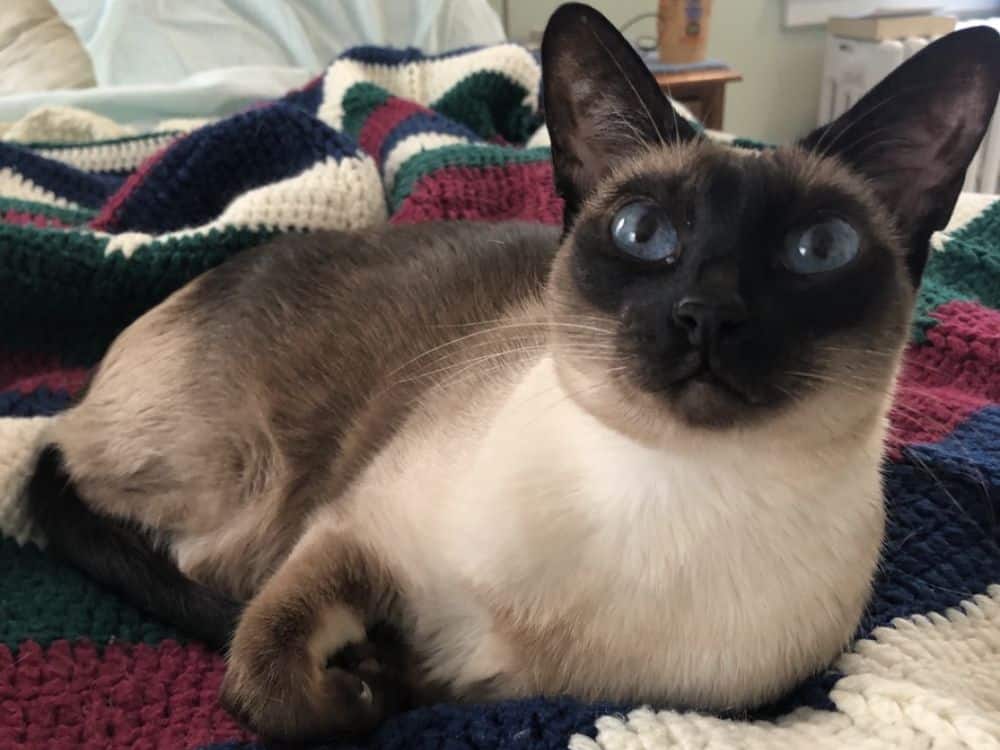 A Siamese cat lying on a bed