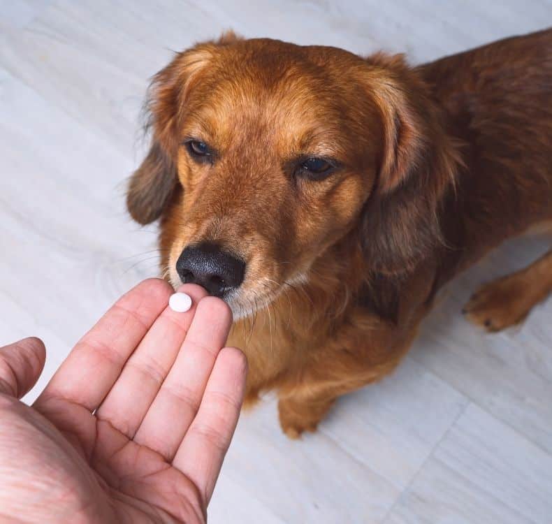 Dog sitting with woman talking to a vet