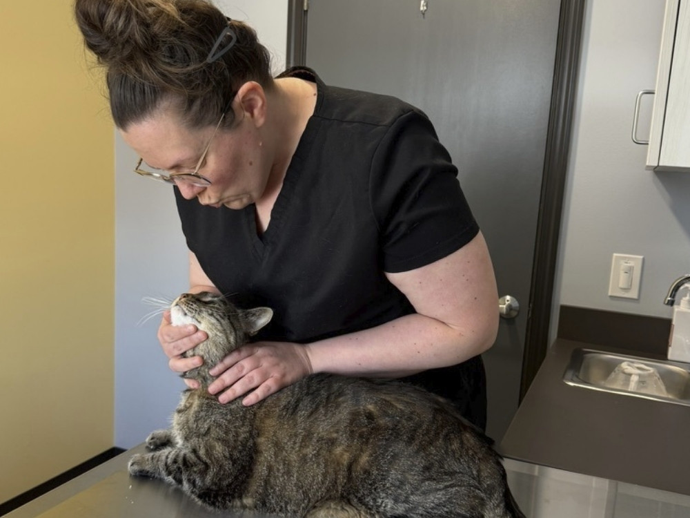 team member check cat's teeth team member check cat's teeth